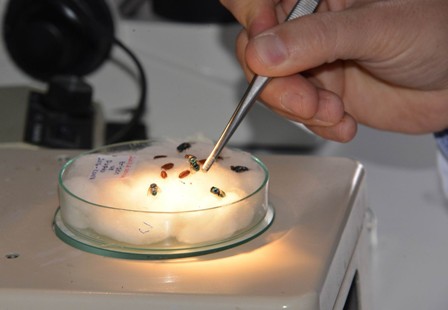 SÜ, derin yaraları iyileştirecek sinek larvası üretecek