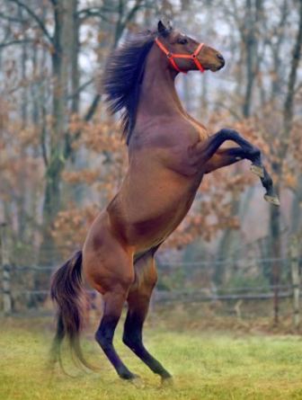 Salı Sohbetleri’nde ‘Türklerde At Kültürü’ konuşulacak