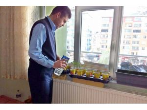 Evinde meşe palamudu fidesi yetiştiriyor