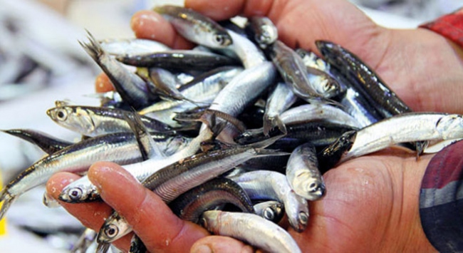 Kar yağışı balık fiyatlarını artırdı