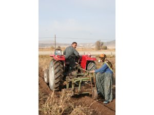 Patates fiyatına "yazlık hasat" freni