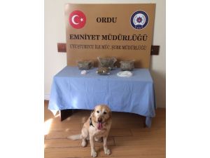 Ordu'daki uyuşturucu operasyonu