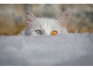 Van kedilerine çipli takip sistemi