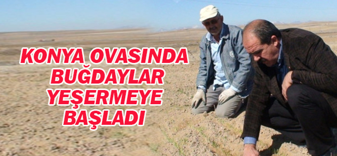 Konya Ovasında Buğdaylar Yeşermeye Başladı
