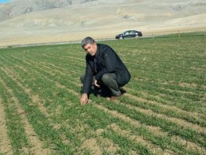 Yunak Ovasında buğdaylar yeşermeye başladı