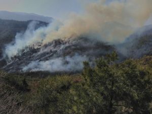 Hatay'da orman yangını