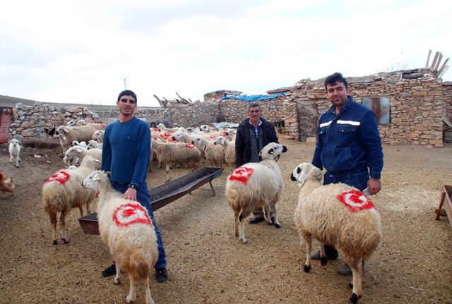 Koyunlarının sırtına Türk bayrağı çizdi