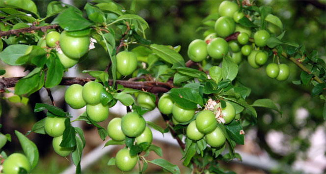Yılın ilk eriği Rusya için hasat edildi