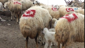 Koyunlarının Sırtına Türk Bayrağı Çizdi