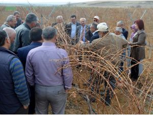 Kırıkkale'de bağcılığı geliştirme çalışmaları