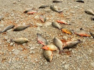 Beyşehir gölünde yasak ağ ele geçirildi