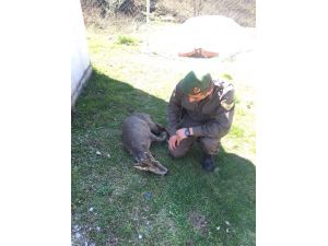 Yaralı karaca tedavi altına alındı