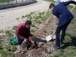 Karapınar'da fidanlar toprakla buluştu