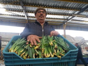 Toroslar'ın şifalı otu çiriş pazara indi