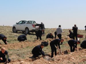 İnfaz koruma memurları 15 Temmuz şehitleri anısına 249 fidan dikti