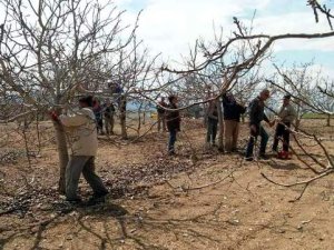 Seydişehir'de ceviz budama eğitimi