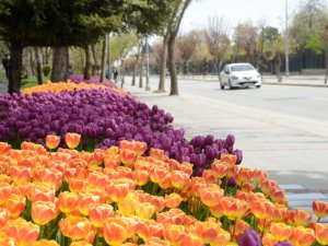 Konya’da “Lale Mevsimi”