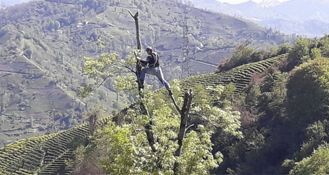 Ekmek onun için aslanın midesinde değil ağaçların tepesinde