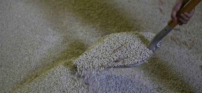 Kuru fasulye tarlada 3,5 markette 15 lira