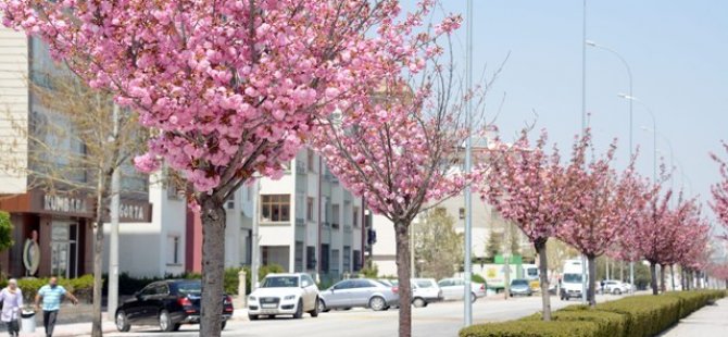 Sakuralar Şehre Renk Katıyor