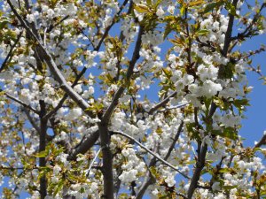 Kiraz ağaçlarında don zarar oranı tespit ediliyor