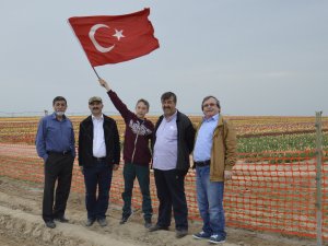 Lâle güzellik masalıdır
