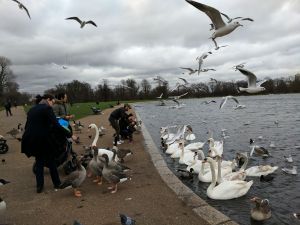 İngiltere'de martı besleyene para cezası