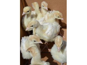 Mihalıççık'ta civciv dağıtıldı