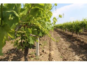 Manisa'da dolu yağışı