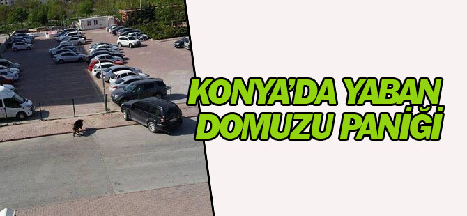 Konya'da yaban domuzu paniği!