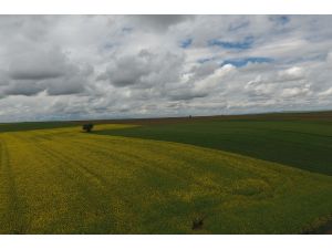 Tohumlar boy verdi Trakya toprakları renklendi
