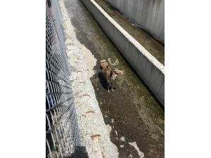 Kanala düşen geyik kurtarıldı