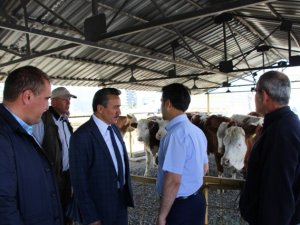 Seydişehir’de Tarımsal Kalkınma Kooperatifi üyelerine düve dağıtımı