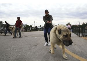 Başkentin ortasında çiftlik kuruldu