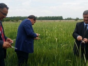 Ereğli'de daha iyi ürün için yararlı böcekler tarlalara salınıyor