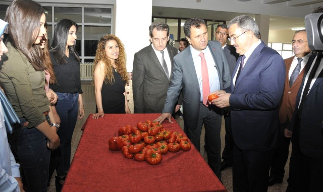 Selçuk'ta Sanayi Tipi Hibrit Domates Çeşidi Geliştirildi