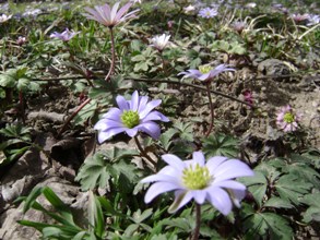 Dağ laleleri görenleri büyülüyor