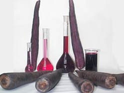 Siyah havuç boya sektörüne giriyor