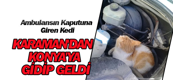 Ambulansın Kaputuna Giren Kedi, Karaman'dan Konya'ya Gidip Geldi