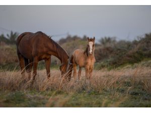 Gazzeli at binicilerinin yarışmalara katılma hayali