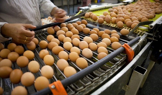 Kümes hayvancılığı üretimi