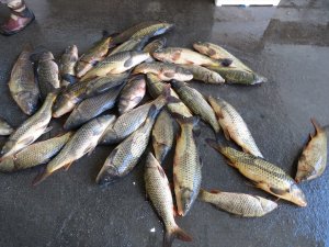 "Elektroşokla avcılık en büyük sıkıntı"