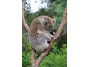 İklim değişikliği koalaları riske atıyor