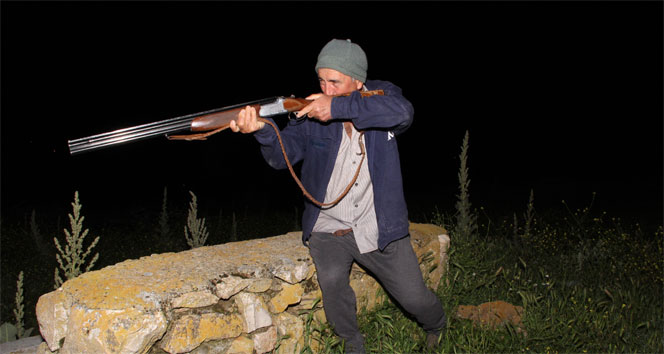 Muhtar, köpekleri yiyen hayvana tek başına savaş açtı