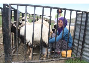 İftihar, takdir ve teşekkür sevincini 2 bin 500 rakımlı yaylada yaşadılar