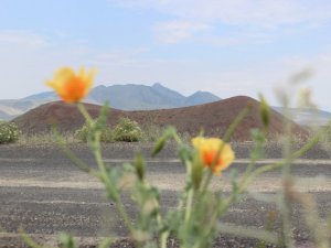 Meke Gölü çiçeklerle renklendi