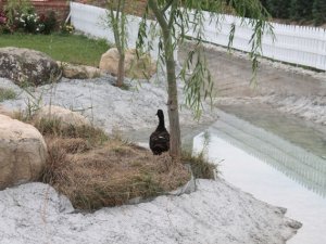 Tilkinin "av mesaisi" güvenlik kamerasına takıldı