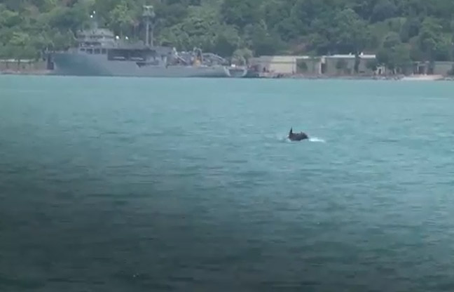 İstanbul Boğazı’nda yunus balıklarının geçişi TIKLA&İZLE