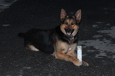 Otobüsteki uyuşturucuyu "Ares" buldu