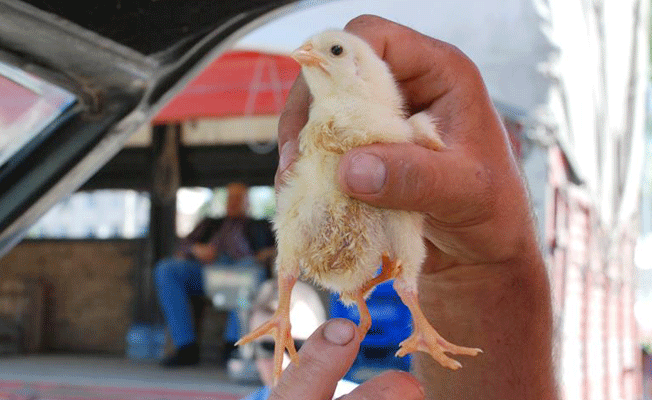 'Dört bacaklı civciv' görenleri şaşırtıyor